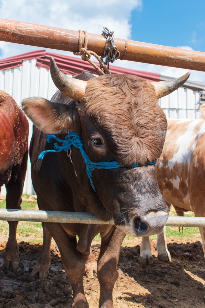 Muslim,Holiday.,Eid,Al adha.,Cows,,Oxen,And,Calves,Waiting,For